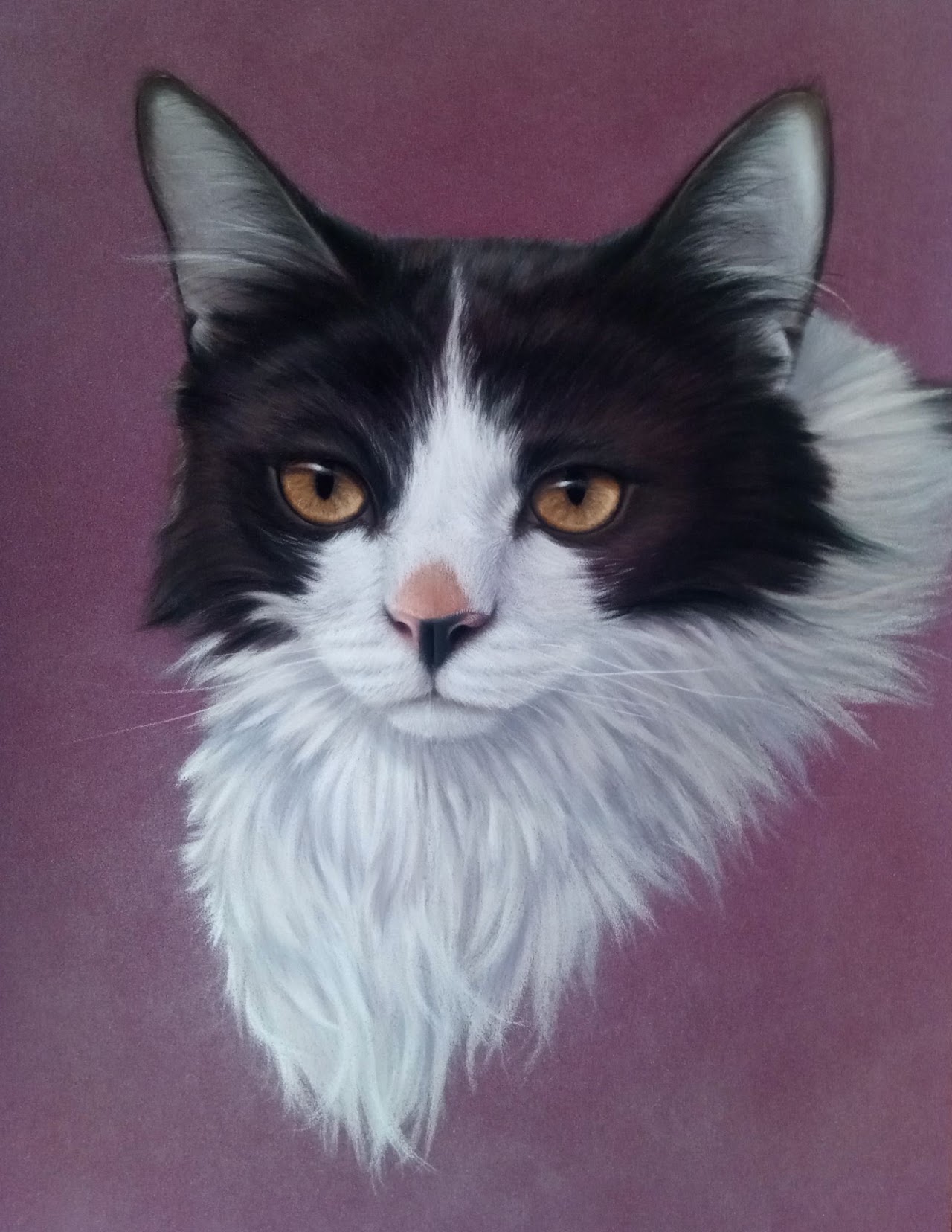 Portrait d’un chat noir et blanc aux yeux ambrés et à la poitrine blanche et fournie, sur un fond mauve.