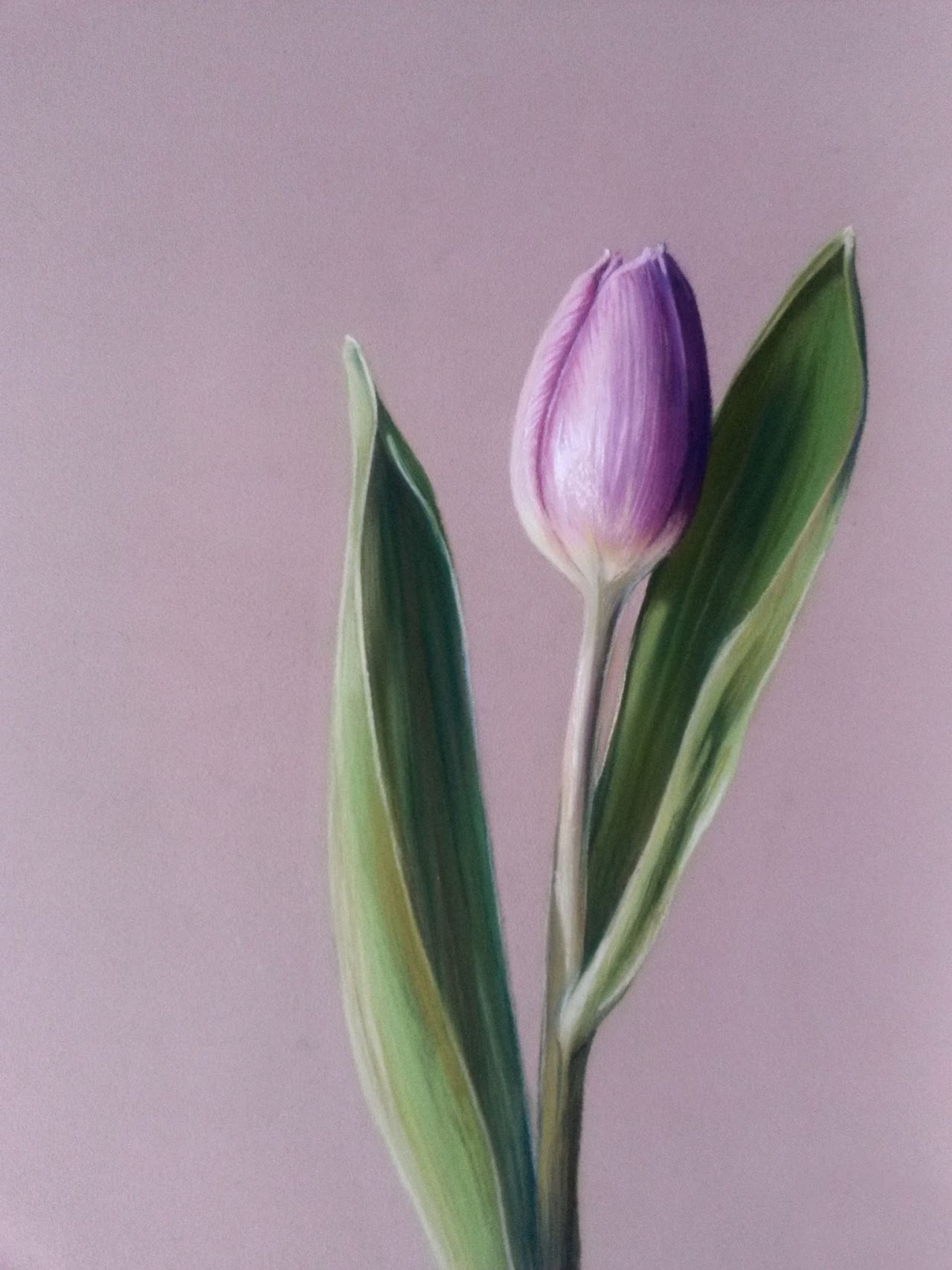 Une tulipe violette en bouton, dressée entre deux feuilles vertes sur un fond mauve.