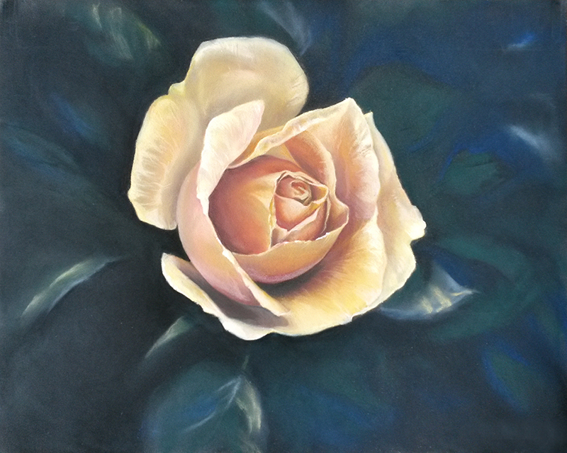 Une rose jaune et rosée, entourée de feuilles sur un fond bleu sombre.