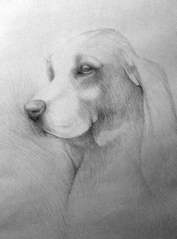 Portrait dessiné d’un chien.